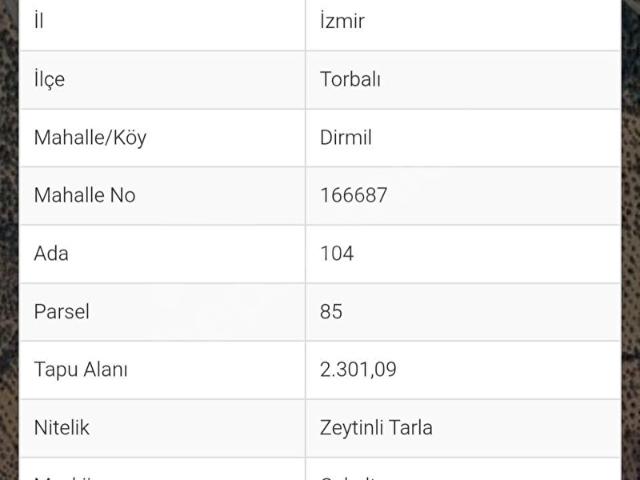 TORBALI DİRMİLDE TEK TAPU SATILIK VERİMLİ ZEYTİNLİK