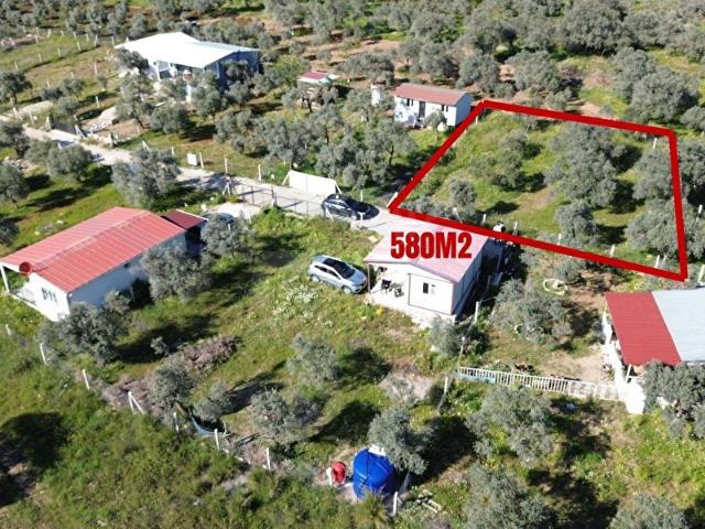 TORBALI HELVACI'DA EŞSİZ KONUMDA ZEYTİNLİK