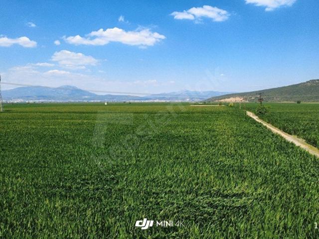 TORBALI PANCAR'DA SATILIK 30.000 m YOLA CEPHELİ TEK TAPU TARLA