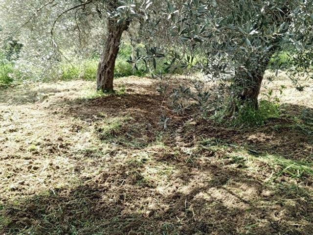 TORBALI SAİPLER DE SATILIK ARSA 577m2 Mirastan Bölme