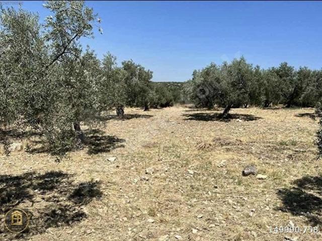 TORBALI YAZIBAŞINDA ZEYTİNLİ VERİMLİ TARLA