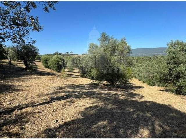 Torres Novas Torres Novas 100420189