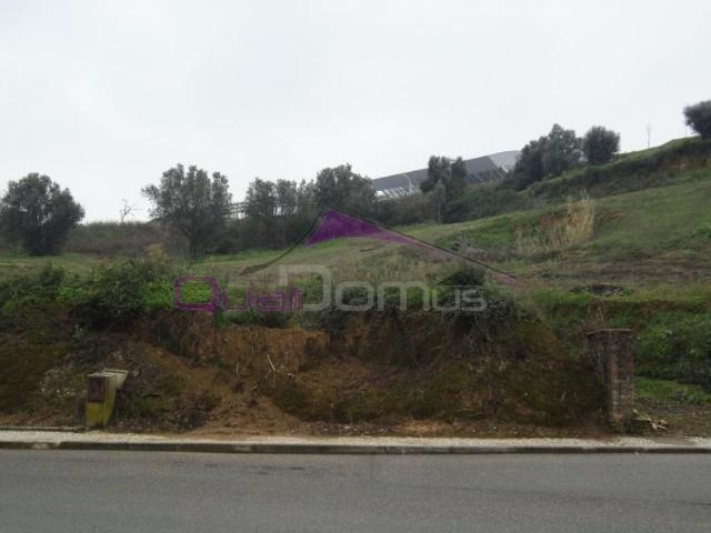 Torres Novas Torres Novas 101249715