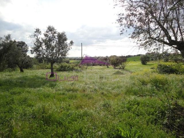 Torres Novas Torres Novas 101213265