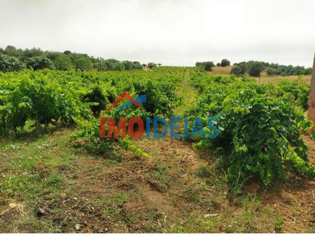 Torres Novas Torres Novas 101390805