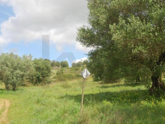 Torres Novas Torres Novas 102921640
