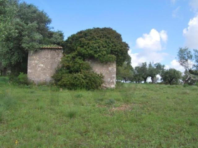 Torres Novas Torres Novas 102921652