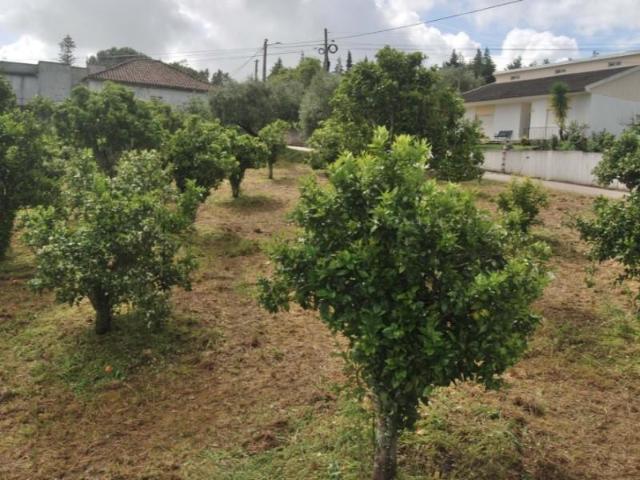 Torres Novas Torres Novas 103378446