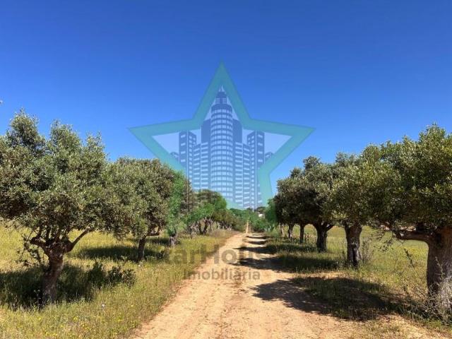 Torres Novas Torres Novas 91168496