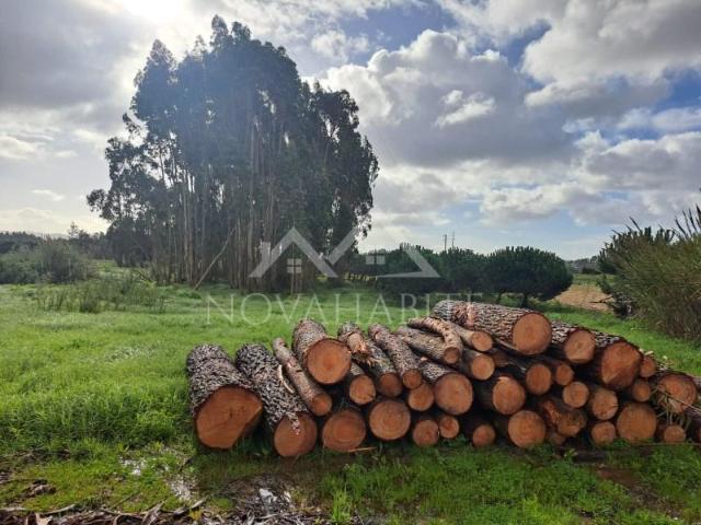 Torres Vedras Torres Vedras 98024758