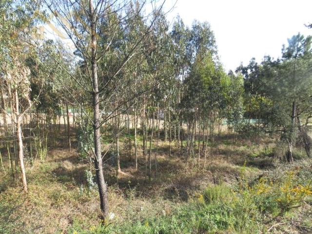 Torres Vedras Torres Vedras LS102133842