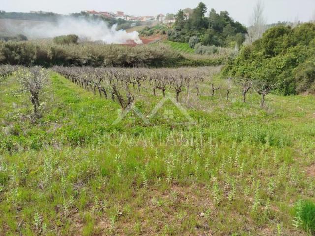 Torres Vedras Torres Vedras LS103024982
