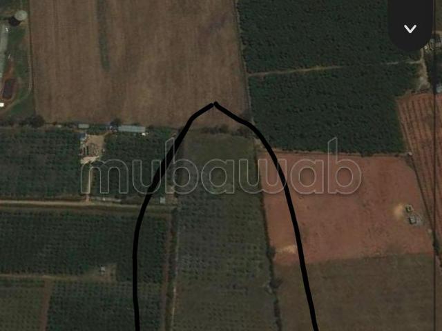 Trouvez votre ferme à acheter à Sidi Yahya Zaer. Surface de 36000 m². Sécurisé 24/