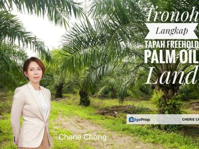 Tronoh Palm Oil Agricultural Land Access To Langkap Tapah