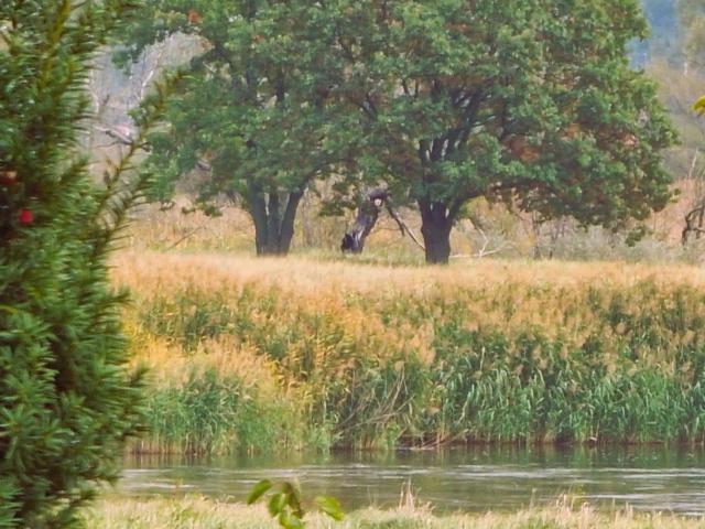 TRAUMHAFT RENOVIERTE HOFSTELLE MIT CHARME UND SCHEUNE UND MIT 4 WOHNEINHEITEN