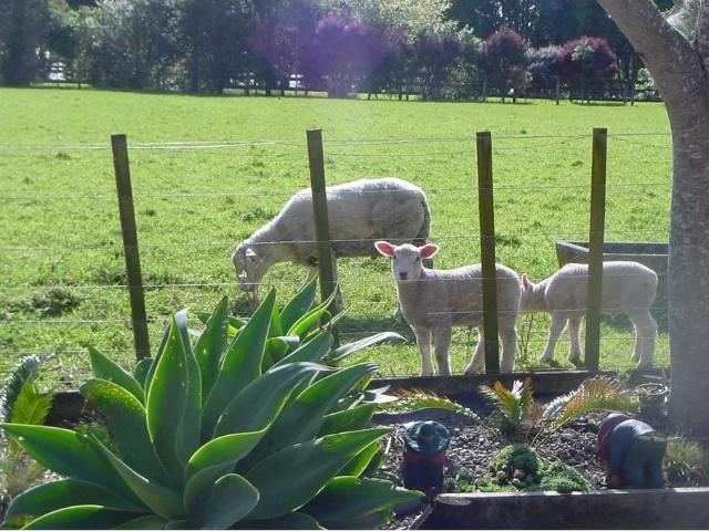 Tranquil Rural Living on Clifton Peninsula