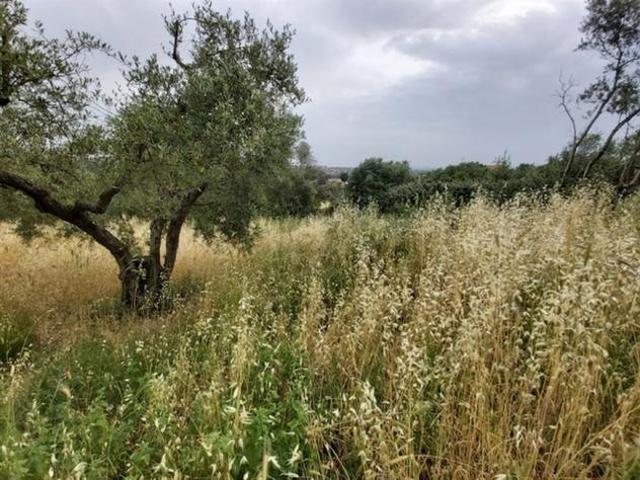 TRL Via XII Apostoli 25