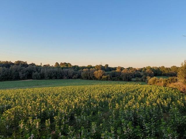 Tu futura casa a un paso de Manacor: 14.300 m2 para que tu familia crezca con espacio