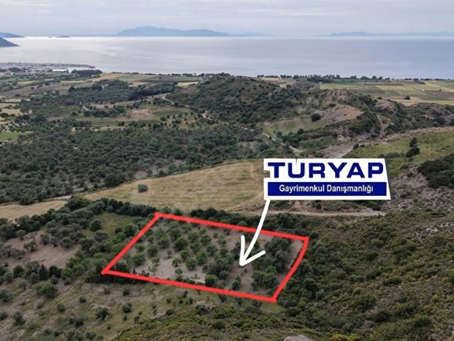 TURYAP FİDAN DATÇA KARAKÖY'DE 5638 M2 SATILIK TARLA