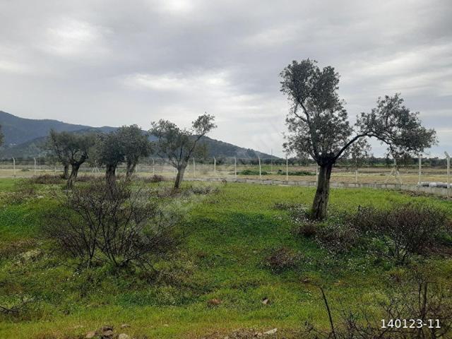 TURAN MAHALLESİNDE ORGANİZE SANAYİYE SIFIR ZEYTİNLİK