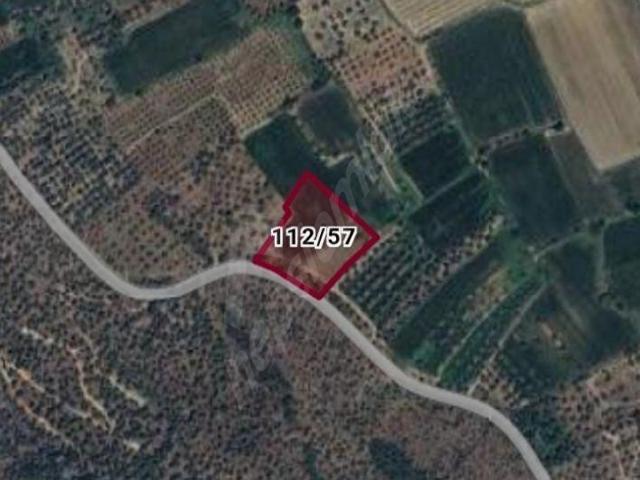 TURPA GİRNE TEMSİLCİLİĞİNDEN MUĞLA MİLAS'DA SATILIK TARLA