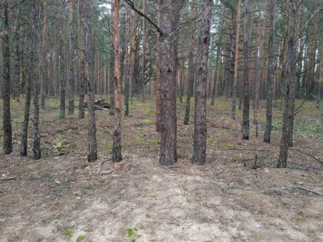 участок Ясногородка