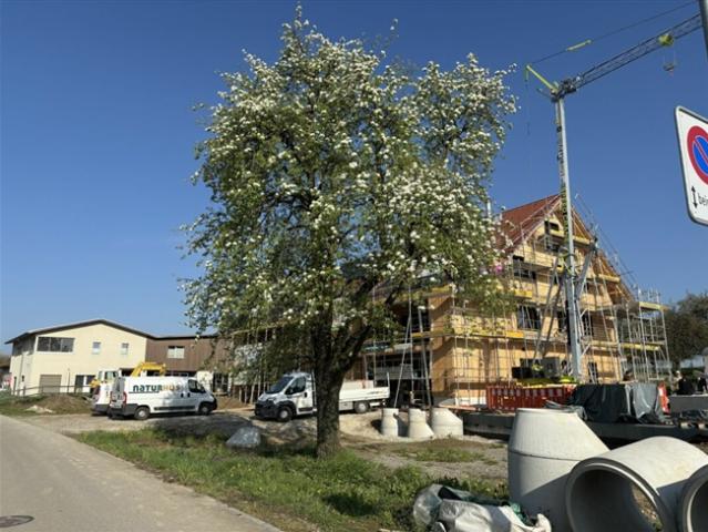 Überbauung Sunnegg Wohntraum in Holz100