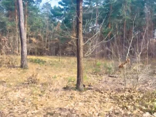 Ul. Do Lasu 4 297 m², Radziejowice Parcel