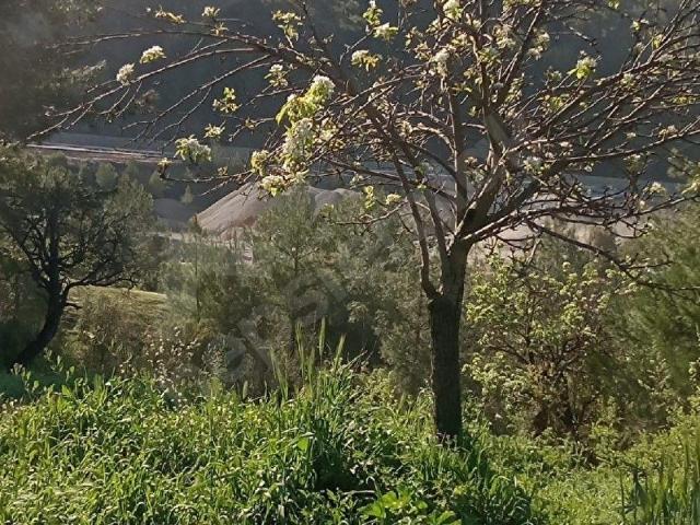 Ula Yayla Söğüt Köy İçi İmarlı Arsa