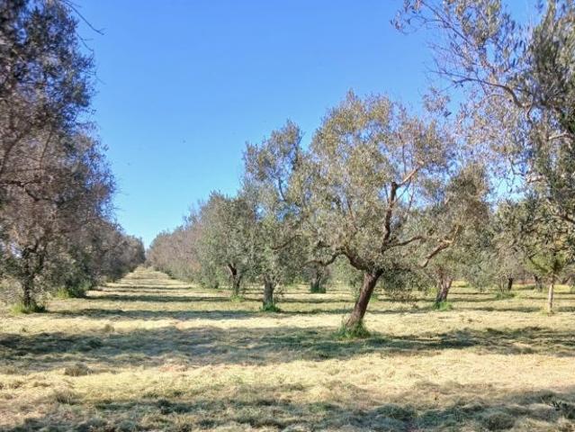 Uliveto da 1.86 ha a Sud di Brindisi
