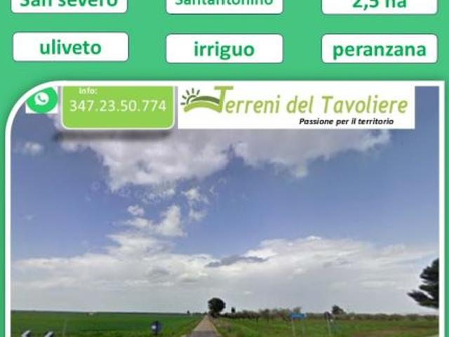 Uliveto di 2,5 ettari in agro di San Severo, localit Sant’Antonino