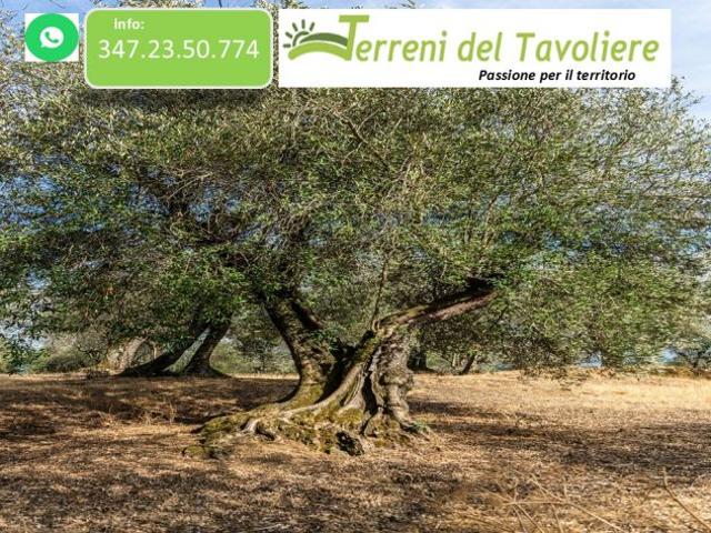 Uliveto di 2,5 ettari in agro di San Severo, localit Sant’Antonino