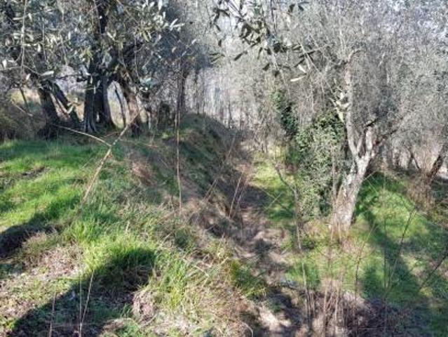 Uliveto in vendita a Vezzano Ligure
