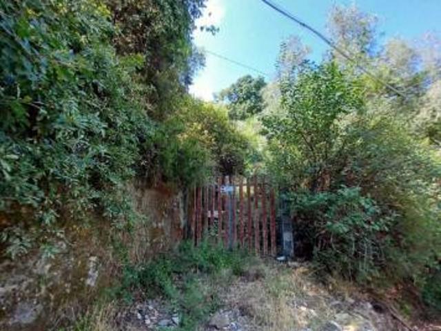 Uliveto in vendita a Vezzano Ligure