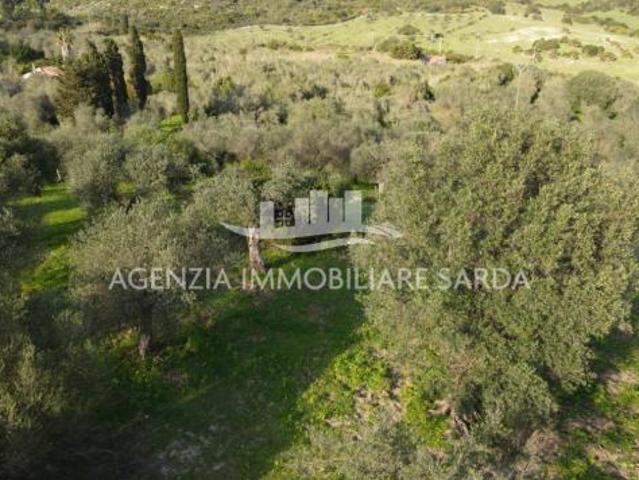 Uliveto in vendita a Alghero