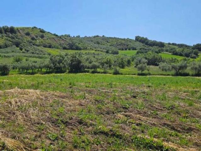 Uliveto in vendita a Castel Frentano