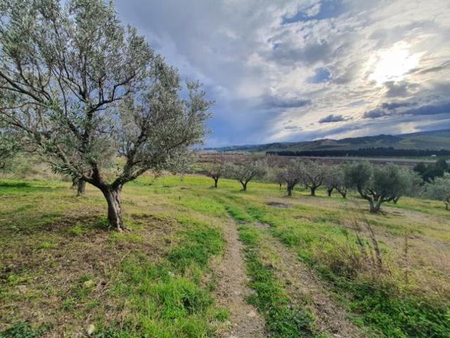 Uliveto in vendita a Catanzaro
