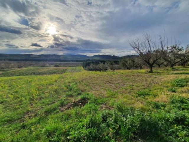 Uliveto in vendita a Catanzaro