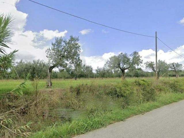 Uliveto in vendita a Cecina