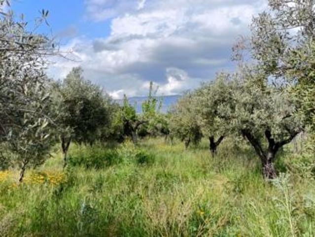 Uliveto in vendita a Lamezia Terme