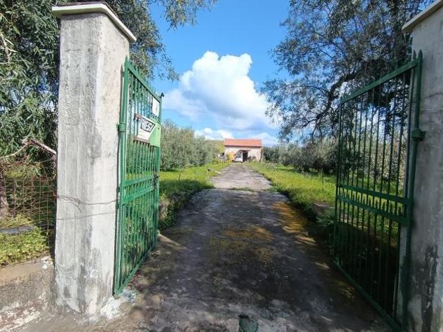 Uliveto in vendita a Paternò
