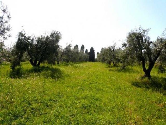 Uliveto in vendita a Rosignano Marittimo