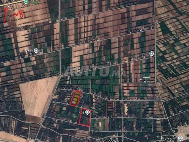 Un terain agricole de plus de 5 ha avec l'olivier