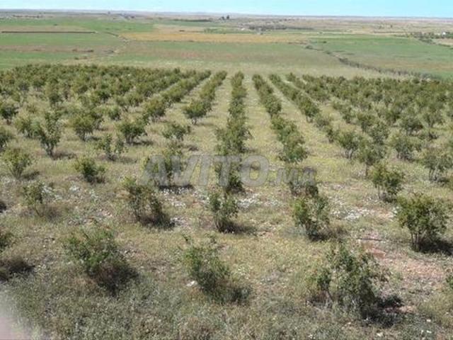 Un terrain de 10 hectares bien titré