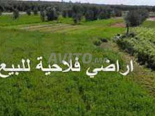 Un hectare agricole a vendre