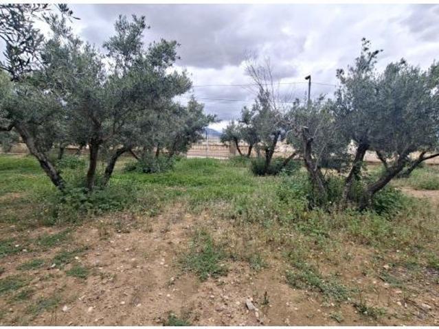 ? Un rincón de paz entre olivos a solo 5 minutos de Alicante