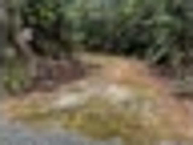 UNDER CONTRACT Secluded native bush retreat