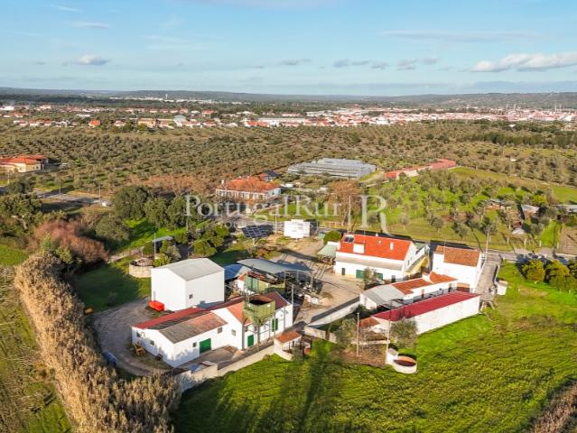 Unidade Industrial de Produção de Azeite & Elevado Potencial Produtivo