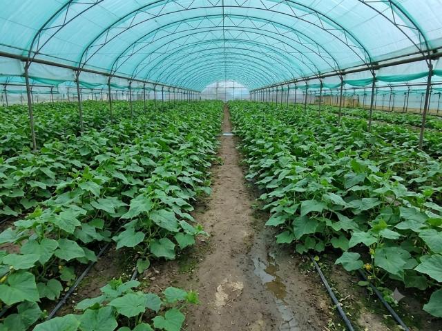 Усатово, Грушевського, продажа земельного участка, район Біляївський