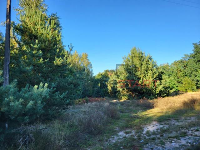 Urokliwa działka 2164 m2 wśród sosen – idealna na rekreację